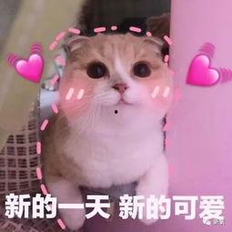 羊了羊娱乐吃瓜,揭秘娱乐圈吃瓜背后的真相